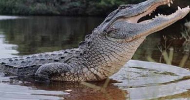 Mơ thấy cá sấu nên đánh số đề con bao nhiêu